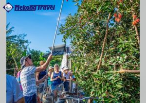 Tour Mekong 1.1: Vĩnh Long – Cù Lao An Bình
