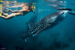 PHILIPPINES: MANILA – CEBU – BIỂN ĐẢO THUẦN KHIẾT