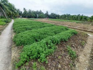 ( MK7.1 ) – VINH LONG – PHUOC HAU – BINH MINH – CAN THO