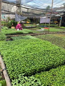 ( MK7.1 ) – VINH LONG – PHUOC HAU – BINH MINH – CAN THO