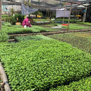 ( MK7.1 ) - VINH LONG – PHUOC HAU – BINH MINH – CAN THO