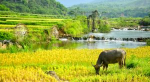 Khám Phá Mai Châu & Pù Luông 2 Ngày 1 Đêm – Ruộng Bậc Thang & Bản Làng Tây Bắc