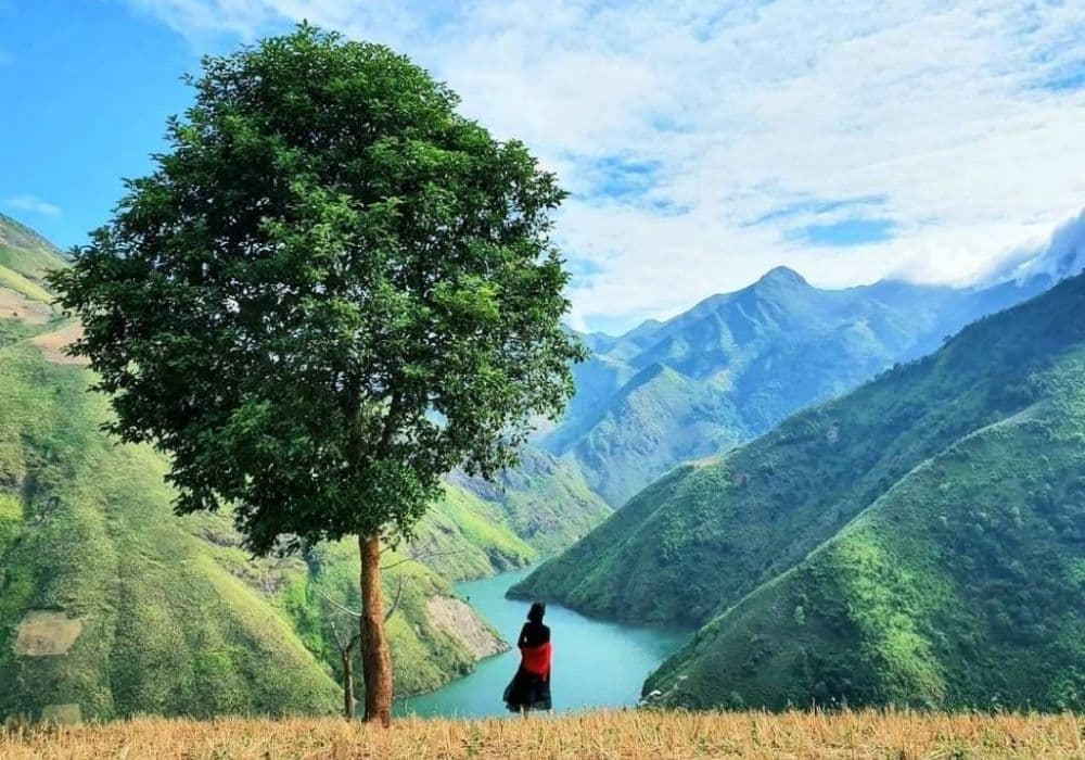 Cây cô đơn - Tour Tà Xùa